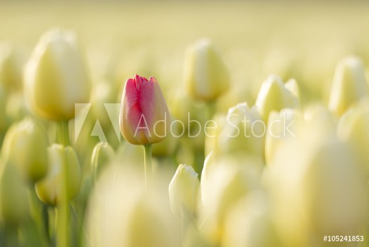 Picture of One red Dutch tulip